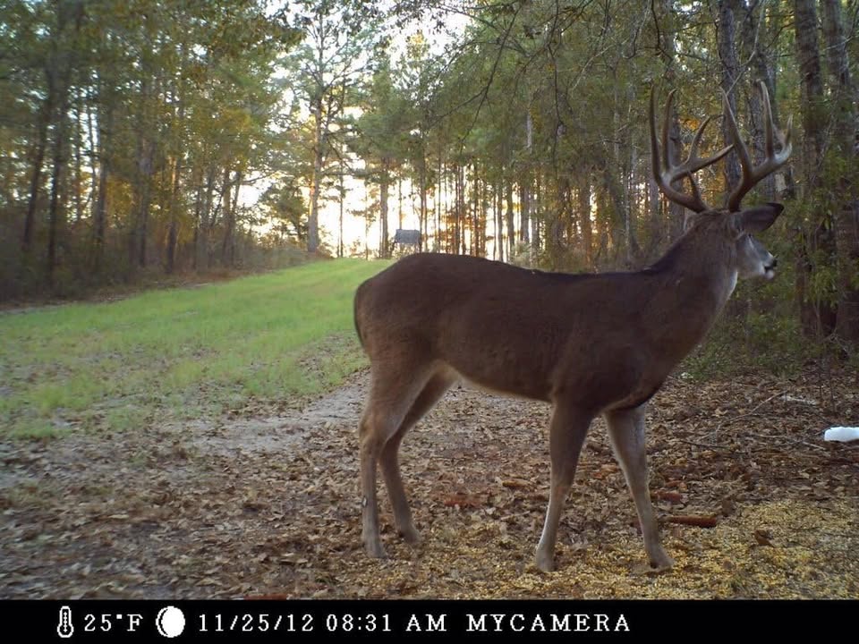 New Trail Camera - Moultrie A5 Low Glow Game Camera - photo 2