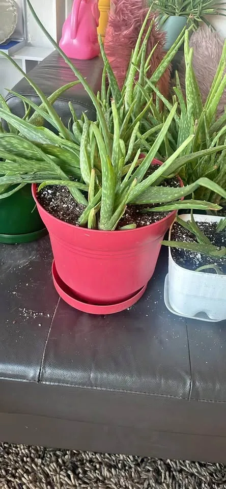 Aloe veras for sale