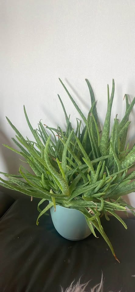 Aloe veras for sale - photo 2