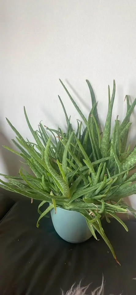 Aloe veras for sale image indicator(2)