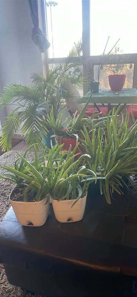 Aloe veras for sale - photo 3