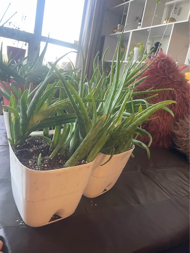 Aloe veras for sale - photo 4