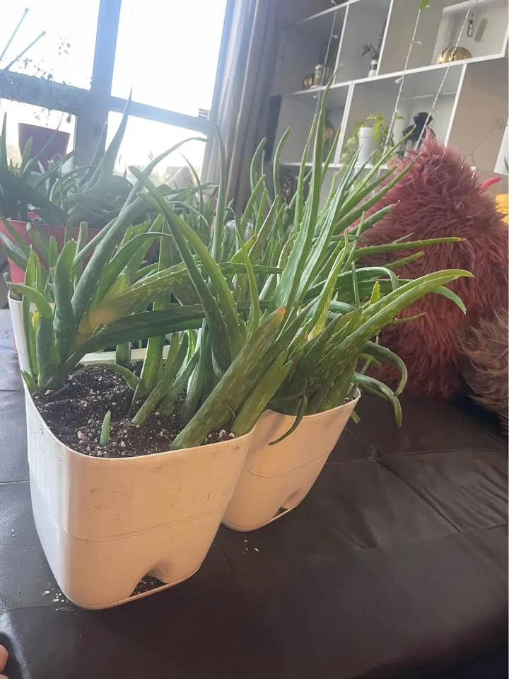 Aloe veras for sale image indicator(4)