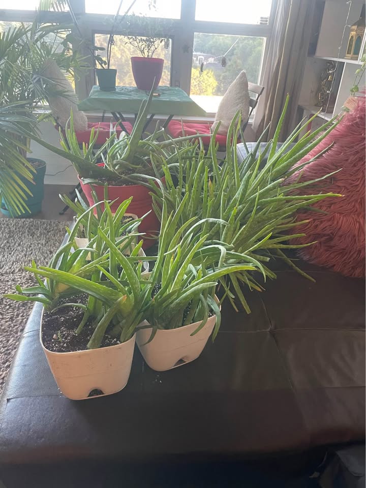 Aloe veras for sale - photo 5