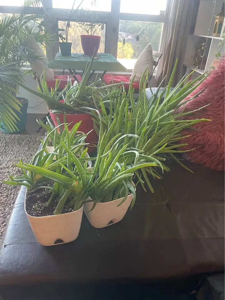 Aloe veras for sale image indicator(5)
