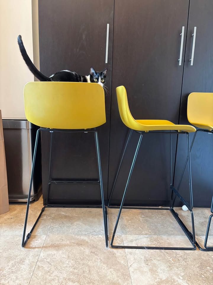 Article Anco Stools, Mustard Yellow (Set of 3) - photo 3