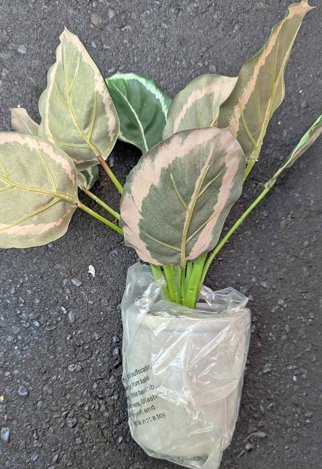 Calathea (Artificial plant)