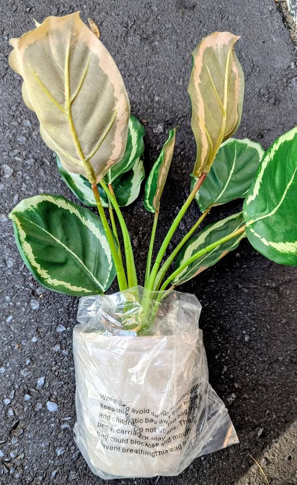 Calathea (Artificial plant) - photo 2