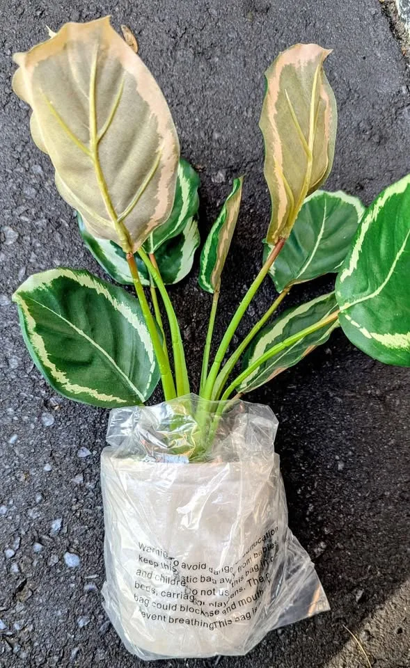 Calathea (Artificial plant) image indicator(2)