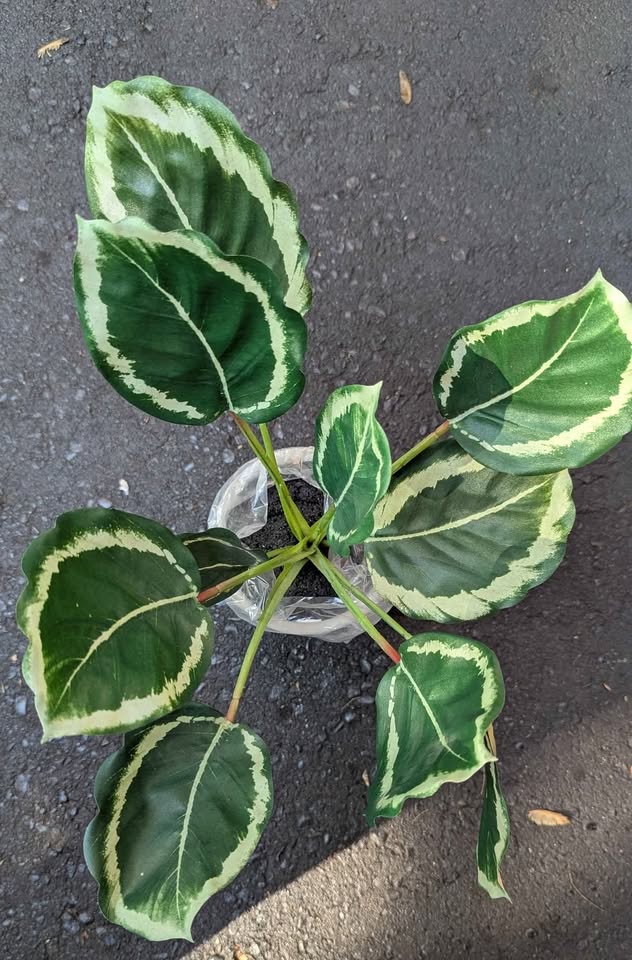 Calathea (Artificial plant) - photo 3