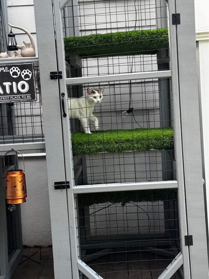 Catios & Cat Houses 🏠🐱 Custom! image indicator(5)