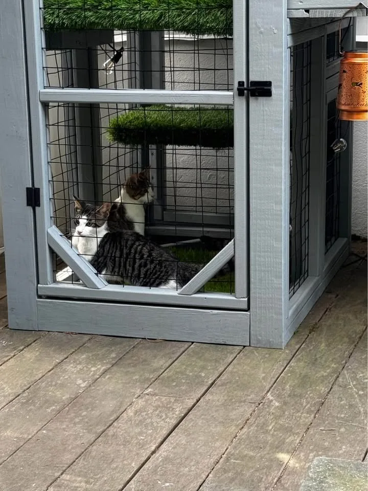 Catios & Cat Houses 🏠🐱 Custom! image indicator(7)