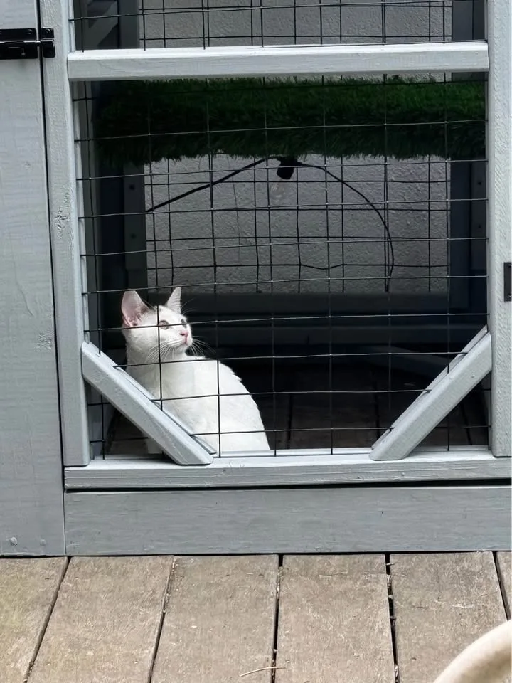 $4,500 – Cat Tower - As Seen in Newsday 📰 image indicator(5)