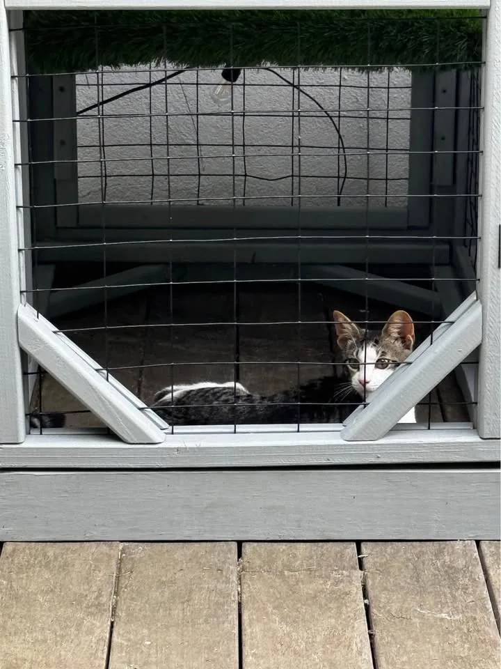 $4,500 – Cat Tower - As Seen in Newsday 📰 image indicator(7)