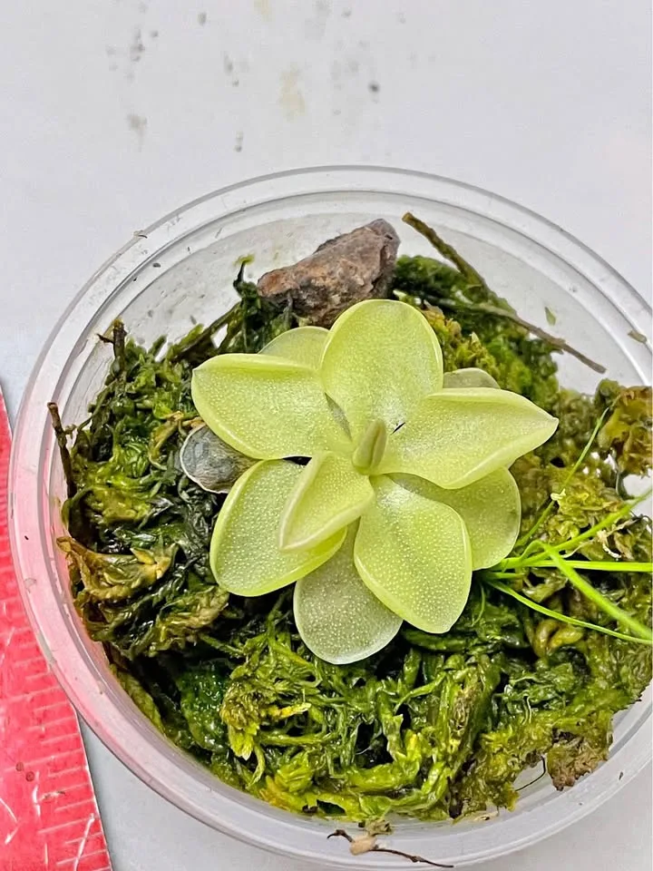 Any two for $7 butterwort pinguicula