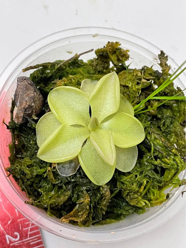 Any two for $7 butterwort pinguicula - photo 2