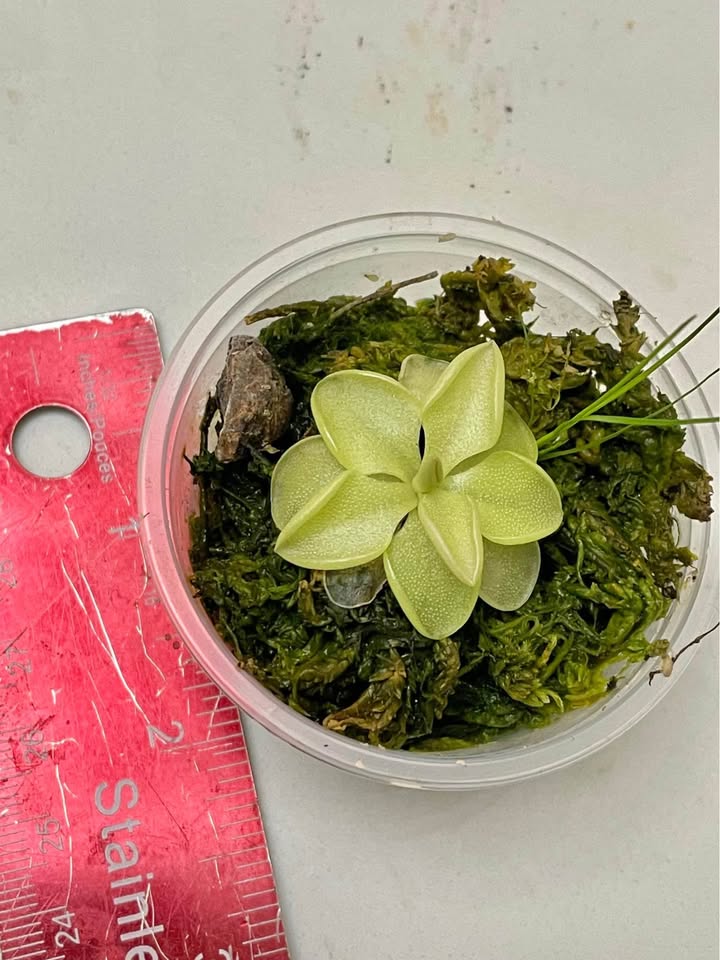 Any two for $7 butterwort pinguicula - photo 3