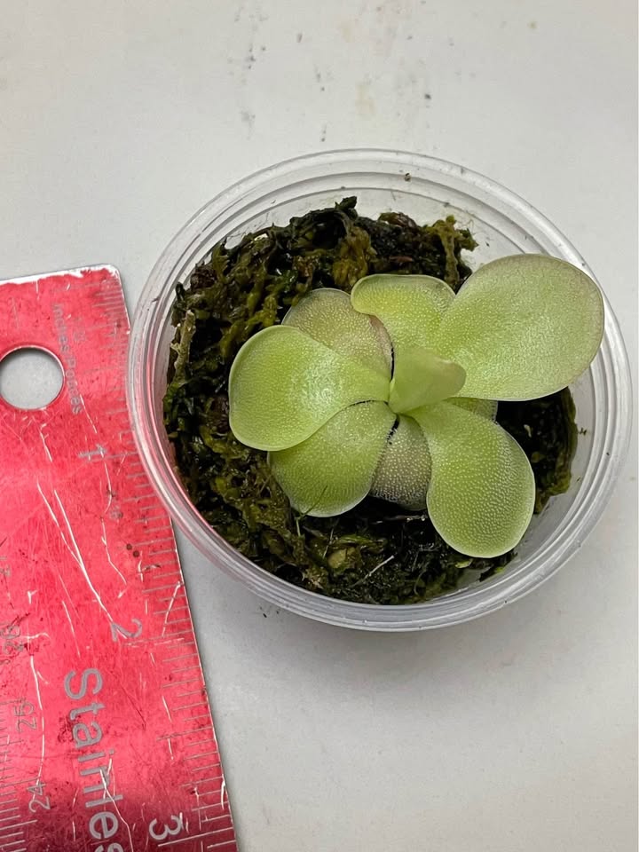 Any two for $7 butterwort pinguicula - photo 4