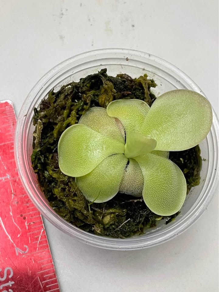 Any two for $7 butterwort pinguicula - photo 5