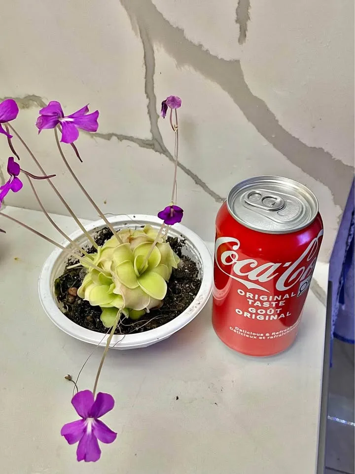 Big Blooming pinguicula butterwort