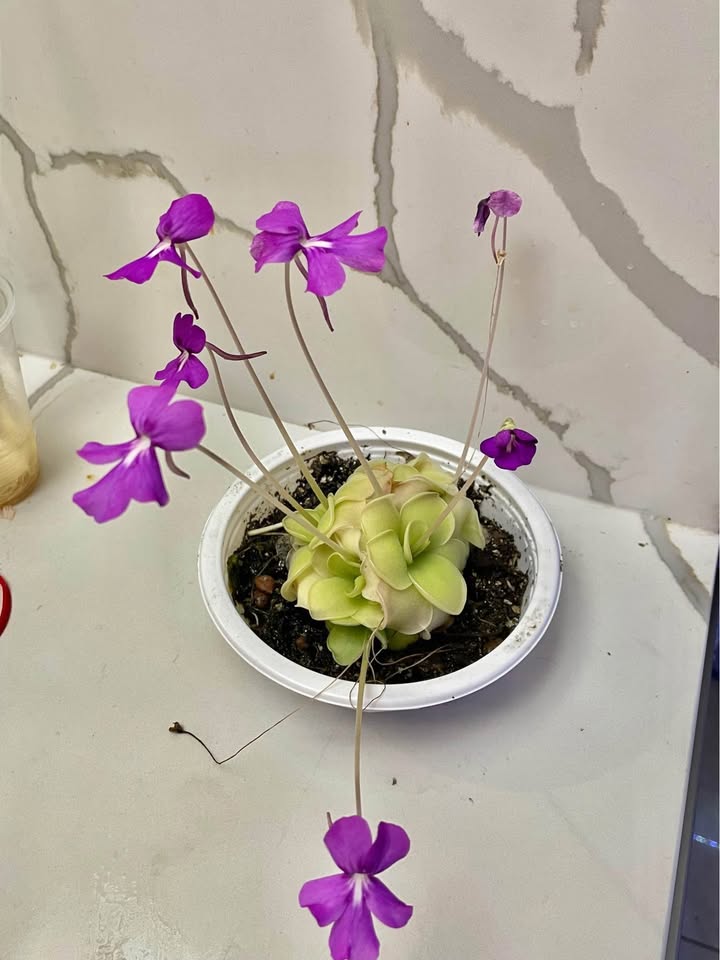 Big Blooming pinguicula butterwort - photo 2