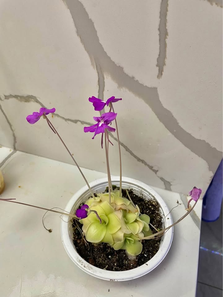 Big Blooming pinguicula butterwort - photo 3
