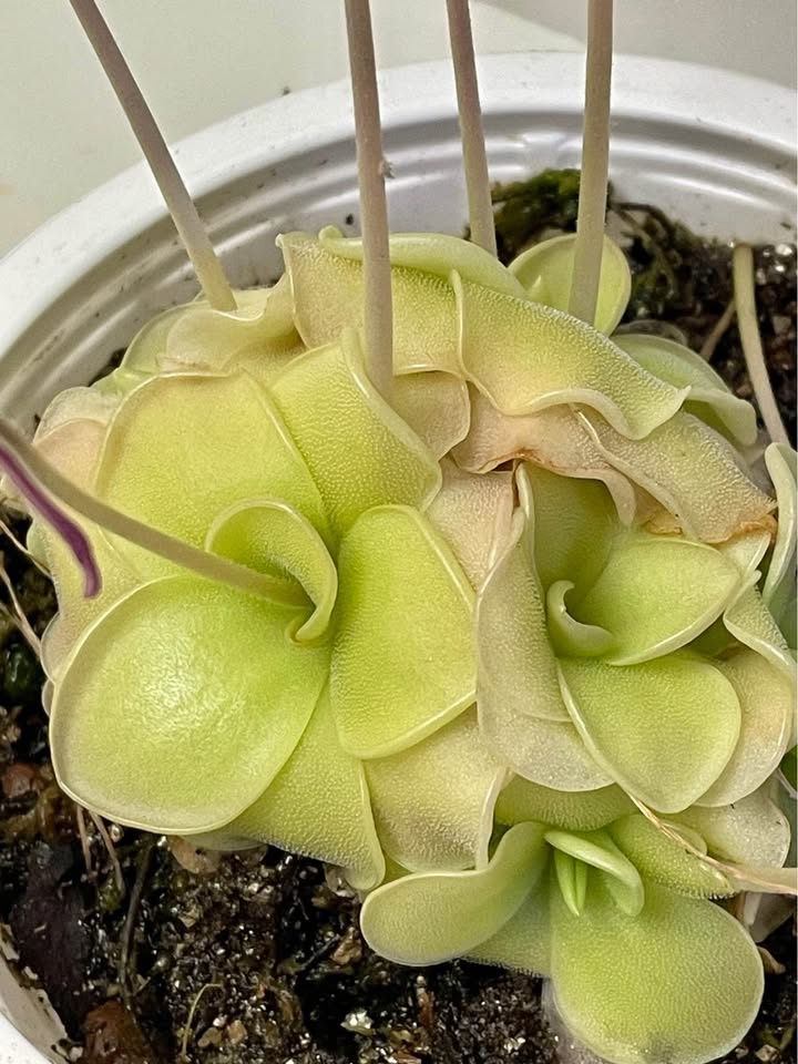 Big Blooming pinguicula butterwort - photo 4