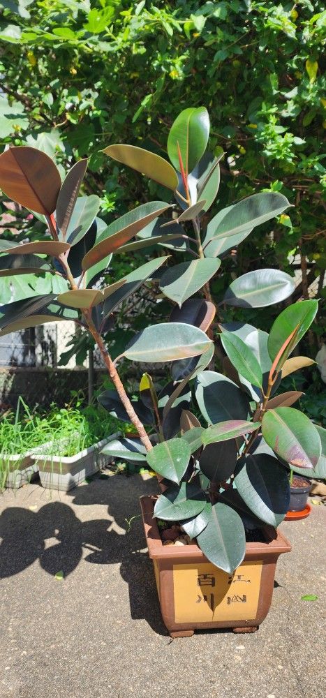 Rubber Tree 54" Tall