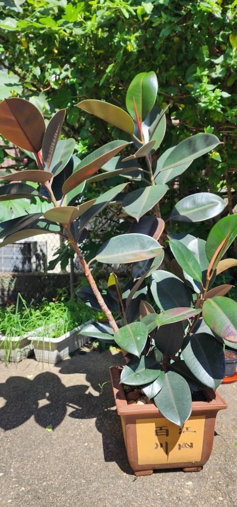 Rubber Tree 54" Tall - photo 2