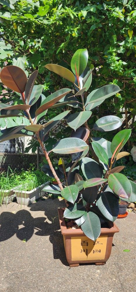Rubber Tree 54" Tall - photo 3