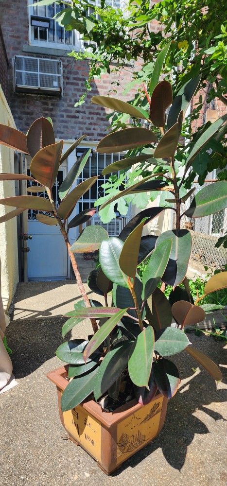 Rubber Tree 54" Tall - photo 4