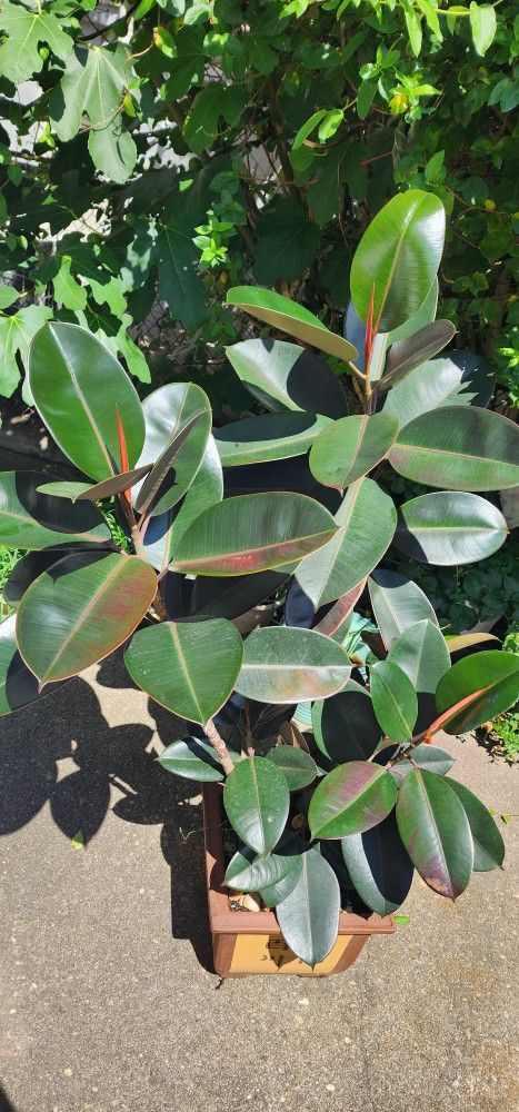 Rubber Tree 54" Tall - photo 5