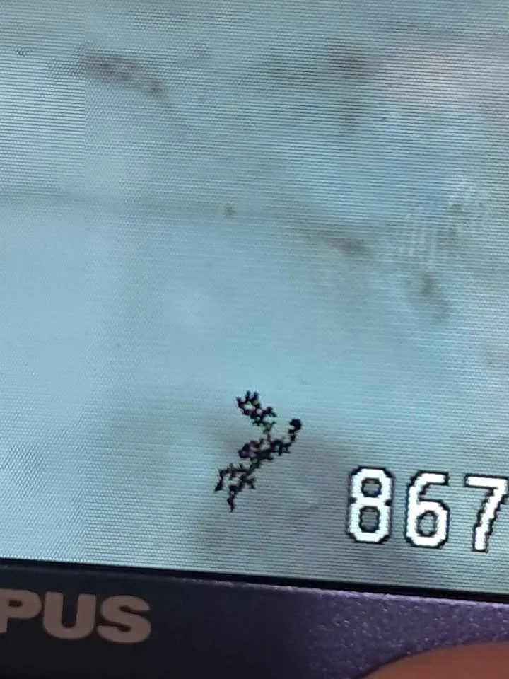 Olympus fe-330 digital camera image indicator(3)