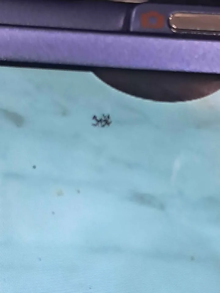 Olympus fe-330 digital camera image indicator(4)