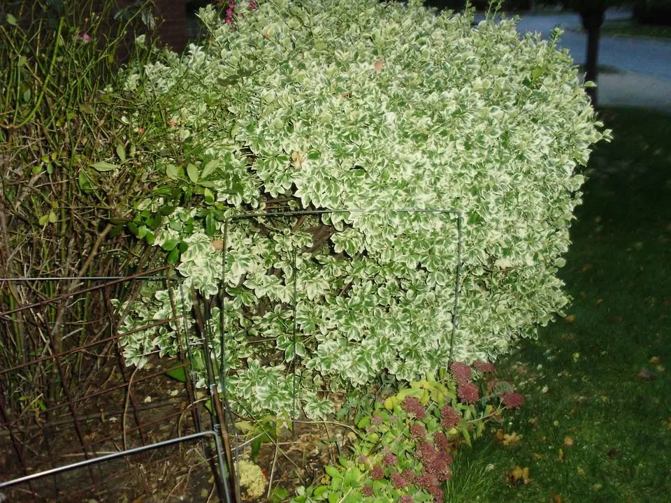 Olympus fe-330 digital camera image indicator(8)