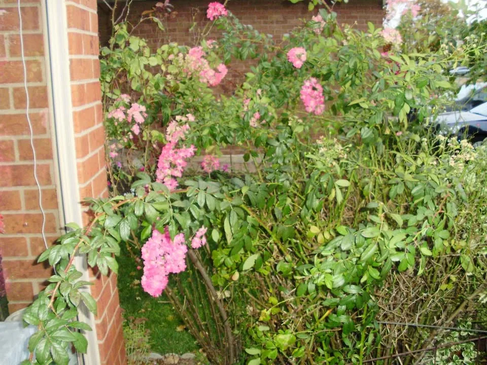 Olympus fe-330 digital camera image indicator(9)