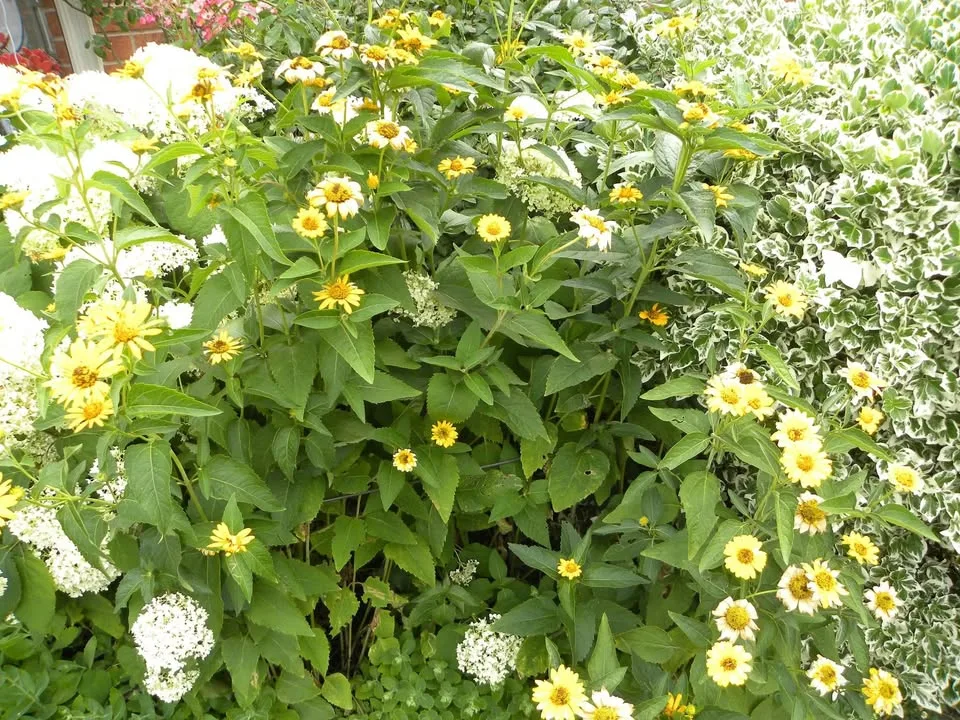 Nikon p90 digital camera image indicator(6)