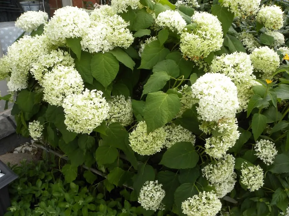 Nikon p90 digital camera image indicator(7)