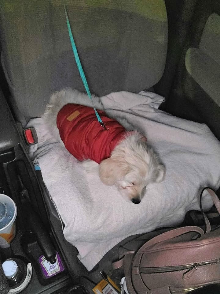 Puppy/small dog winter coat - photo 3