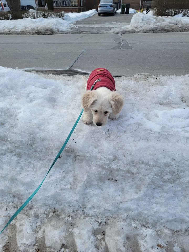 Puppy/small dog winter coat - photo 4