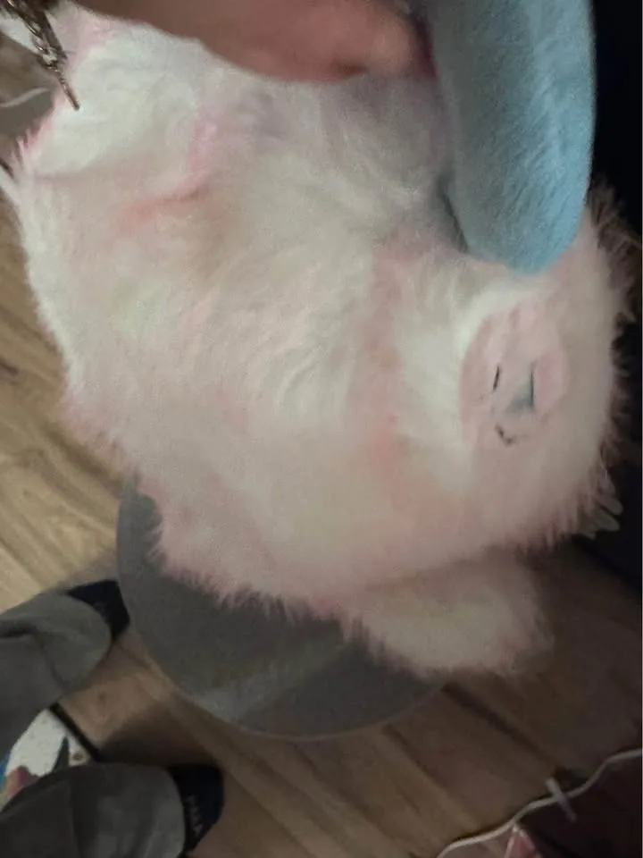 Brand new in box confirmed Baby Three 800% AI Sheep image indicator(6)