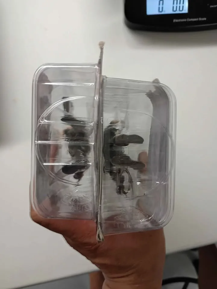 The walking dead AMC image indicator(3)