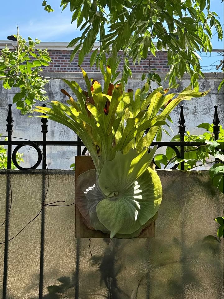 🌿 Mature Staghorn Fern – Mounted & Thriving! 🌿