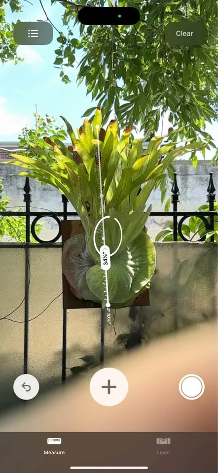 🌿 Mature Staghorn Fern – Mounted & Thriving! 🌿 image indicator(2)