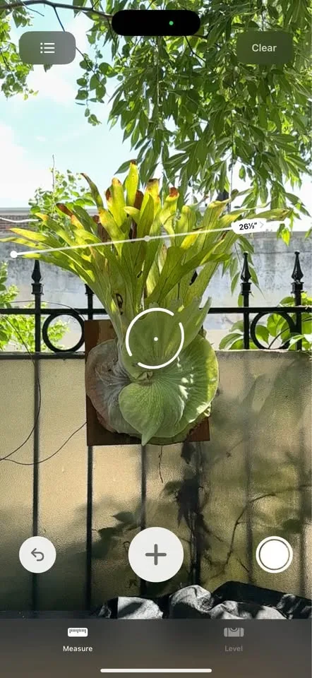 🌿 Mature Staghorn Fern – Mounted & Thriving! 🌿 image indicator(3)