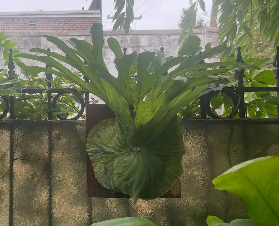 🌿 Mature Staghorn Fern – Mounted & Thriving! 🌿 - photo 4