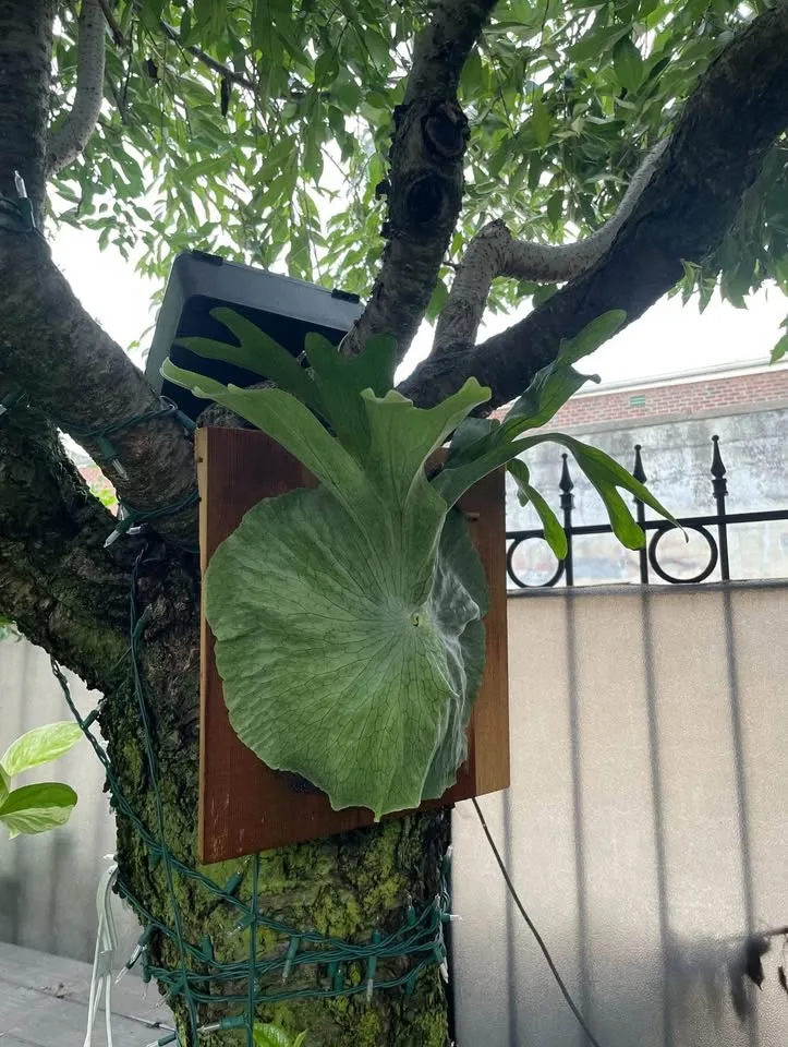 🌿 Mature Staghorn Fern – Mounted & Thriving! 🌿 image indicator(5)