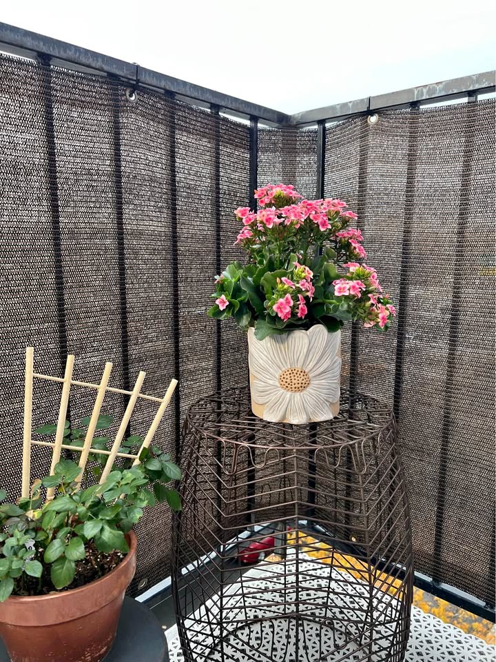 Daisy Pot + Flower Plant