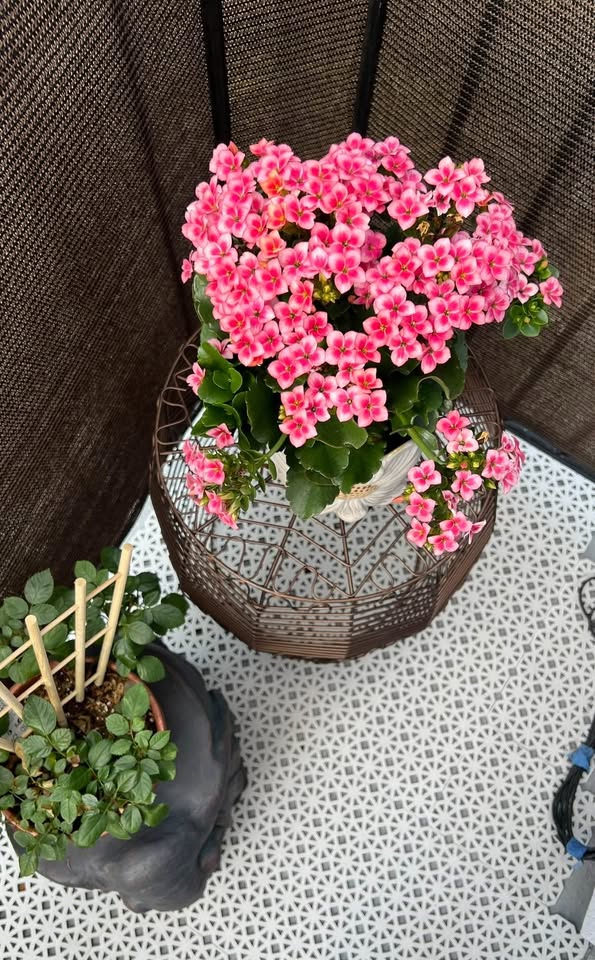 Daisy Pot + Flower Plant - photo 2