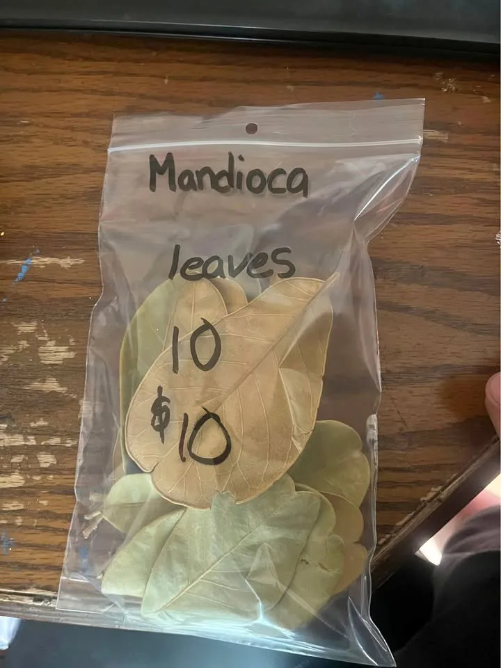mandioca leaves 10